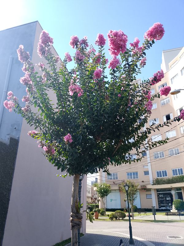 Identificação da planta Resedá por foto