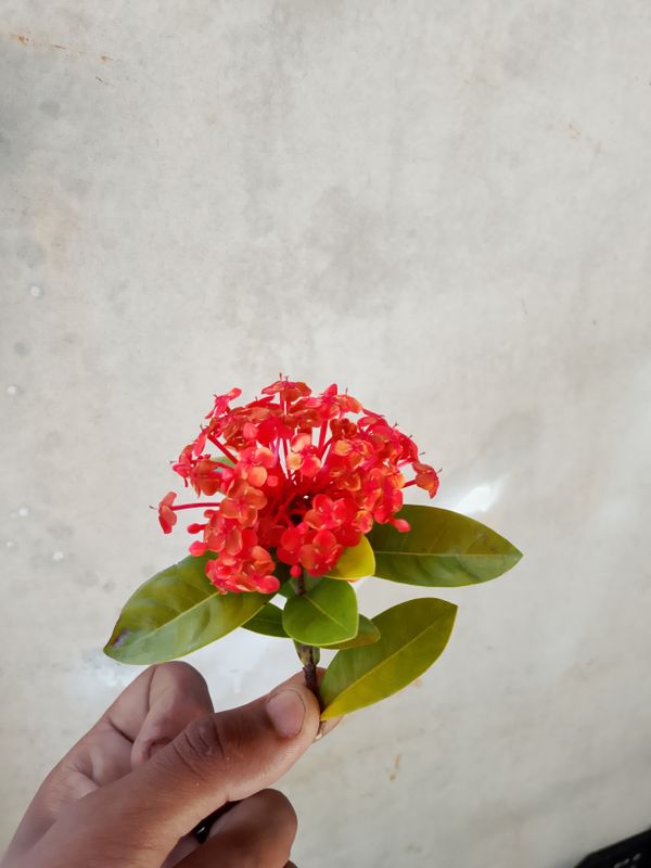 Identificação da planta Ixora por foto