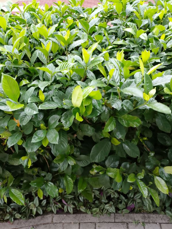 Identificação da planta Jasmim-do-cabo por foto