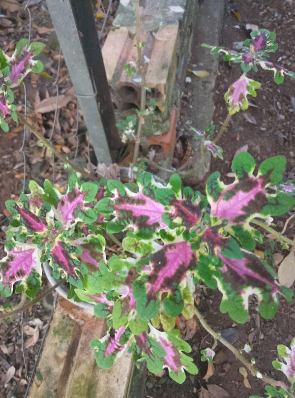 Identificação da planta Coléus por foto