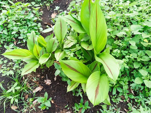 Identificação da planta Zedoária por foto