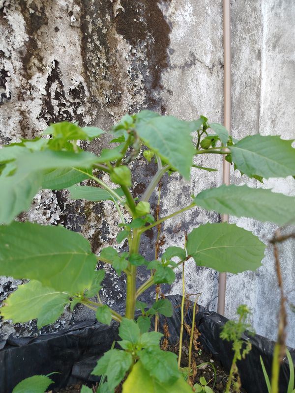 Identificação da planta Camapu por foto