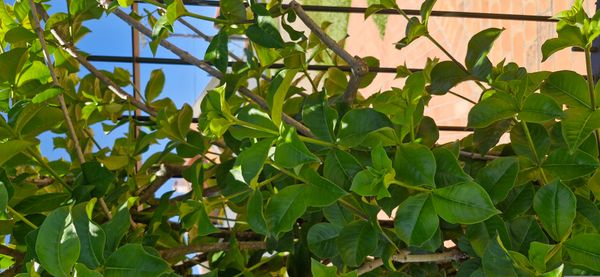 Identificação da planta Alamanda-roxa por foto