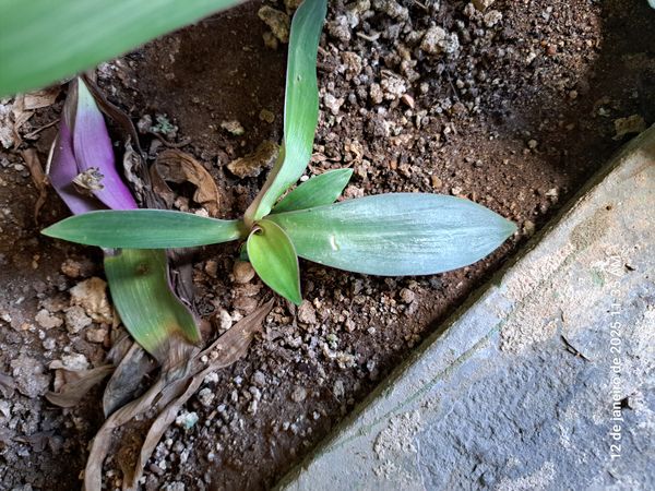 Identificação da planta Abacaxi-roxo por foto