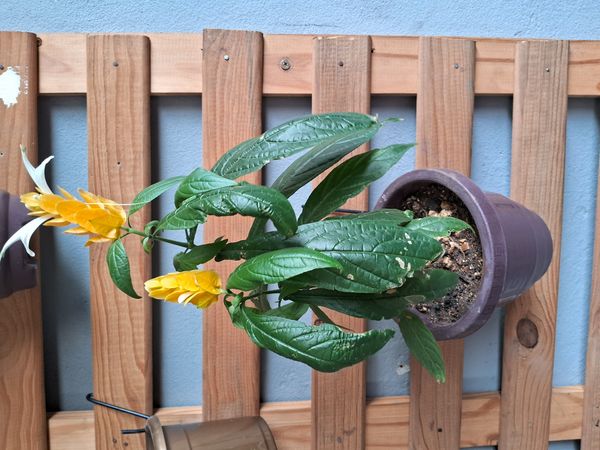 Identificação da planta Língua-de-sogra por foto