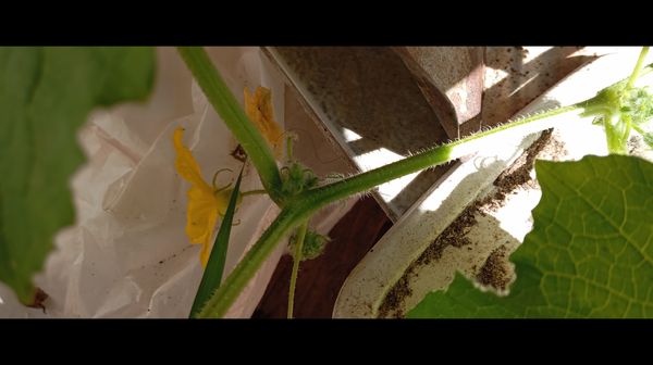 Identificação da planta Pepino por foto
