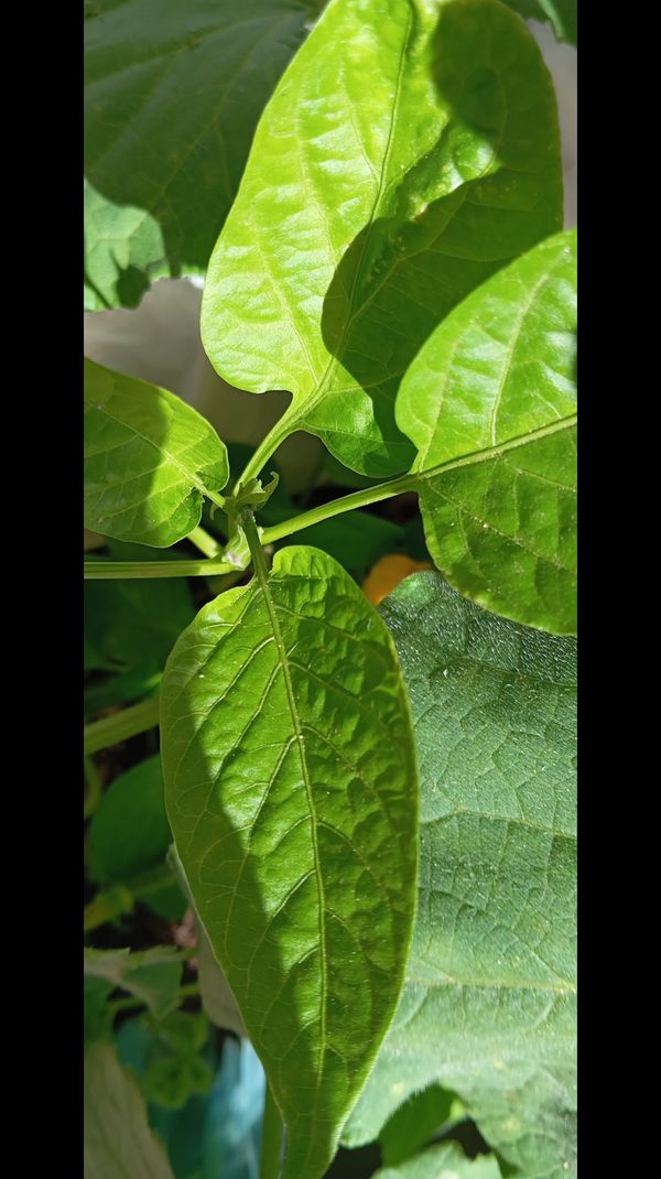 Identificação da planta Pimenta-de-cheiro por foto