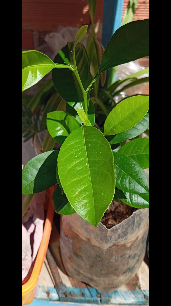 Identificação da planta Mexerica por foto