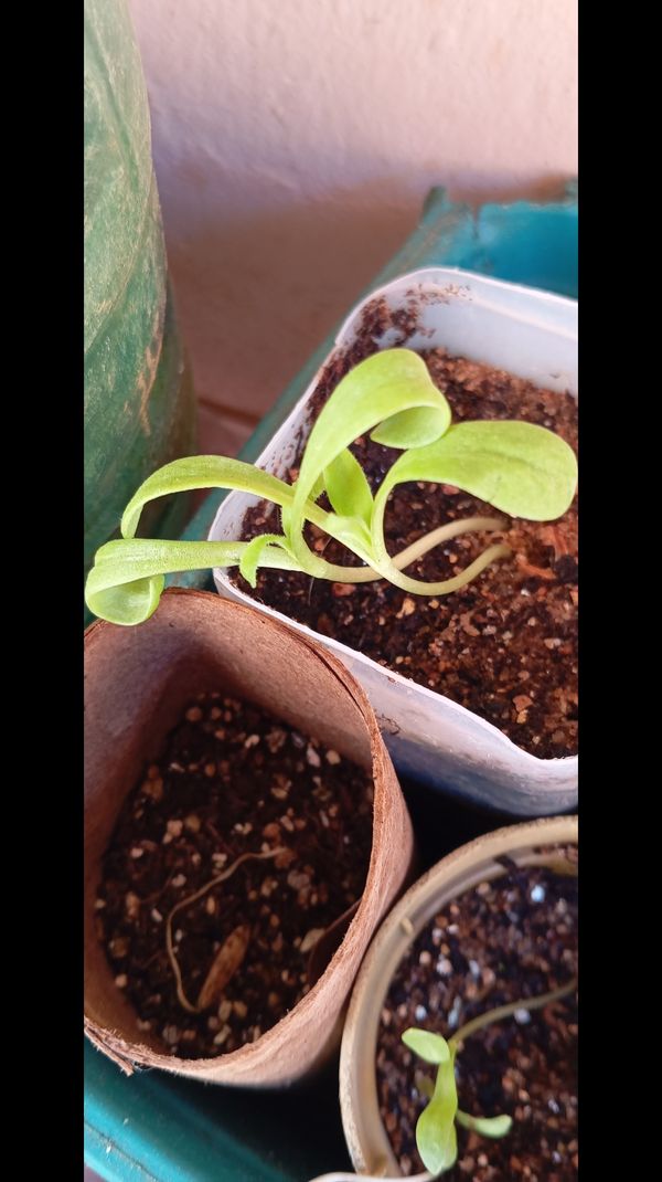 Identificação da planta Mesembryanthemum por foto