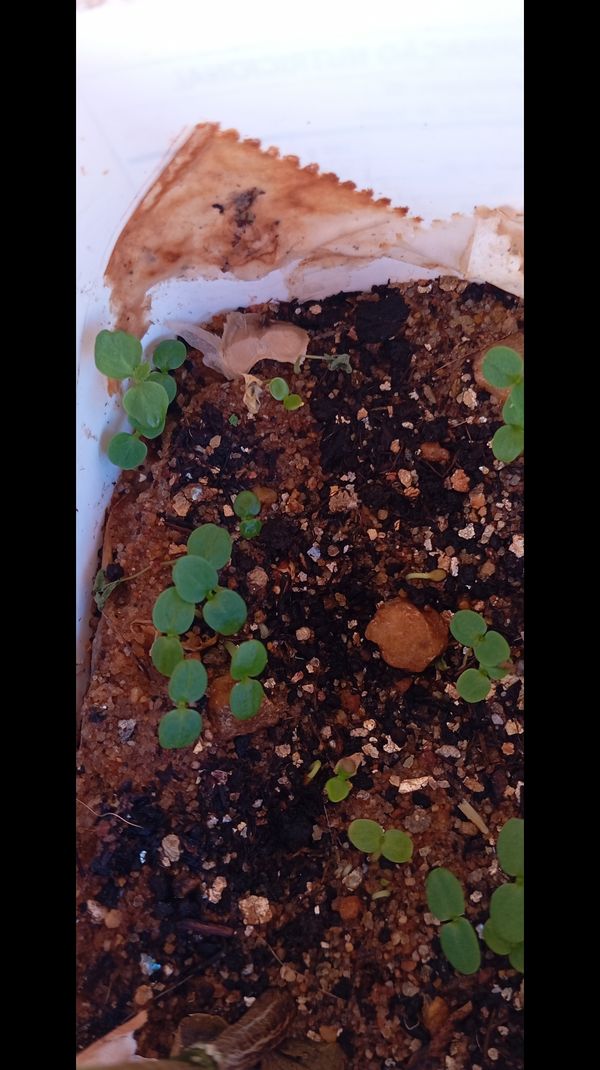 Identificação da planta Pepino por foto