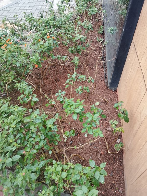 Identificação da planta Cambará por foto