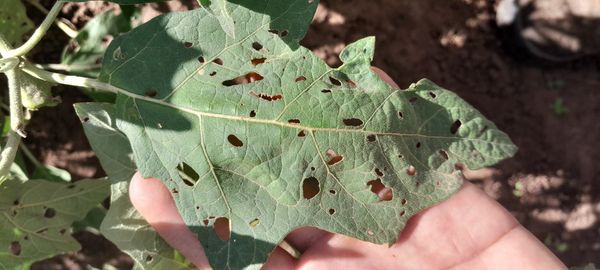 Identificação da planta Jilo por foto