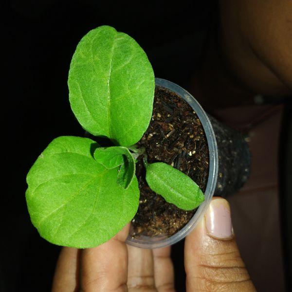 Identificação da planta Pimenta por foto