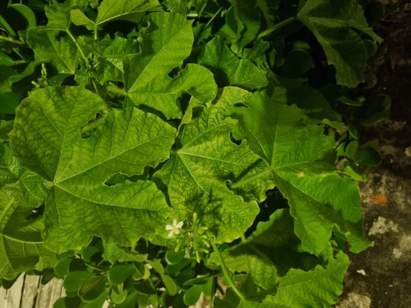 Identificação da planta Urtiga por foto