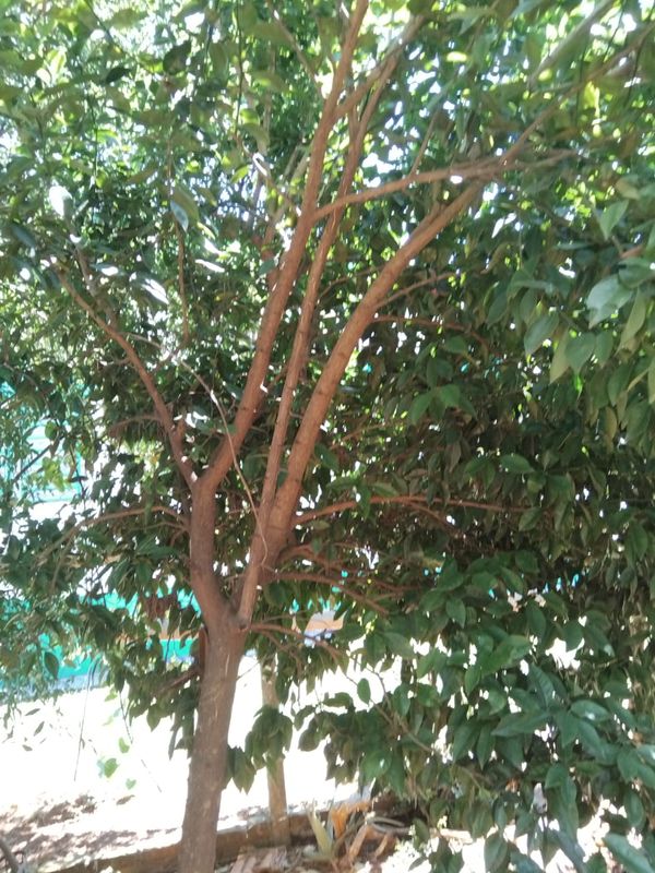 Identificação da planta Mexerica por foto