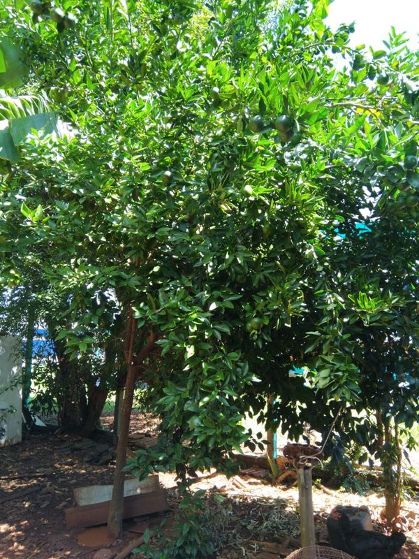 Identificação da planta Mexerica por foto