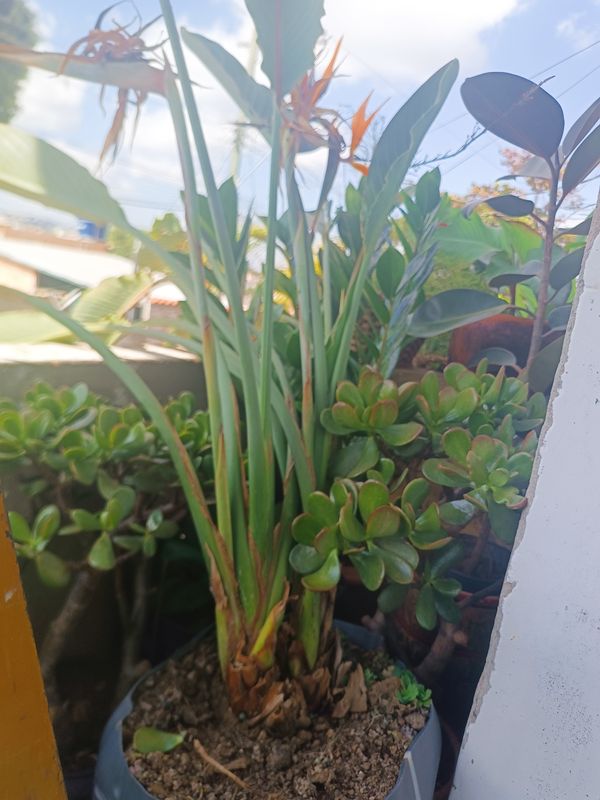 Identificação da planta Ave-do-paraíso por foto