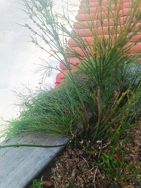 Identificação da planta Russélia por foto