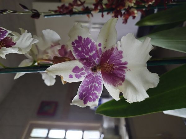 Identificação da planta Sem nome popular conhecido por foto
