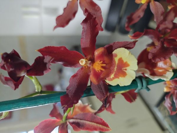 Identificação da planta Sem nome popular conhecido por foto