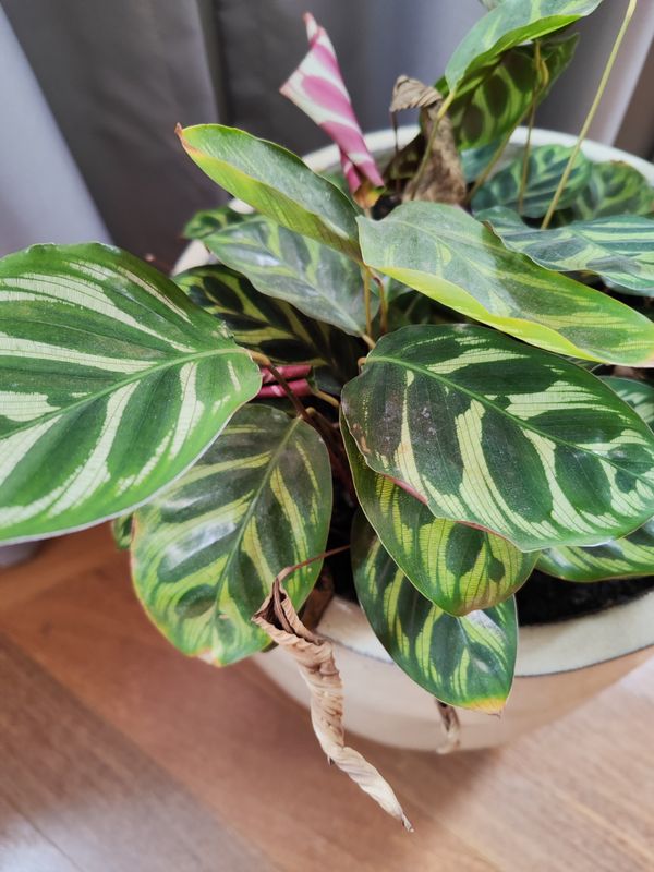 Identificação da planta Maranta-zebrada por foto