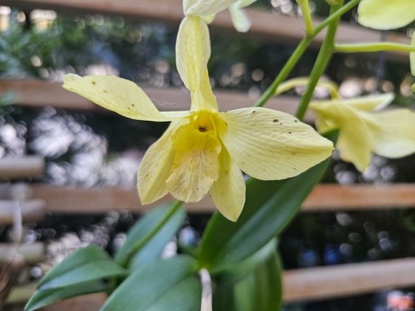 Identificação da planta Olho-de-boneca por foto