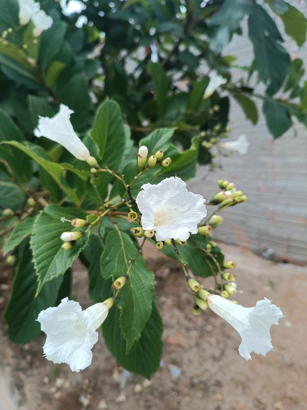 Identificação da planta Babosa branca por foto