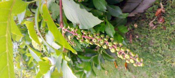 Identificação da planta Boldo-gambá por foto