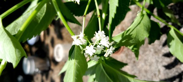 Identificação da planta Sabugueiro por foto