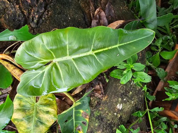 Identificação da planta Guaimbê por foto