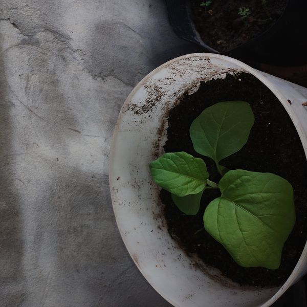Identificação da planta Berinjela por foto