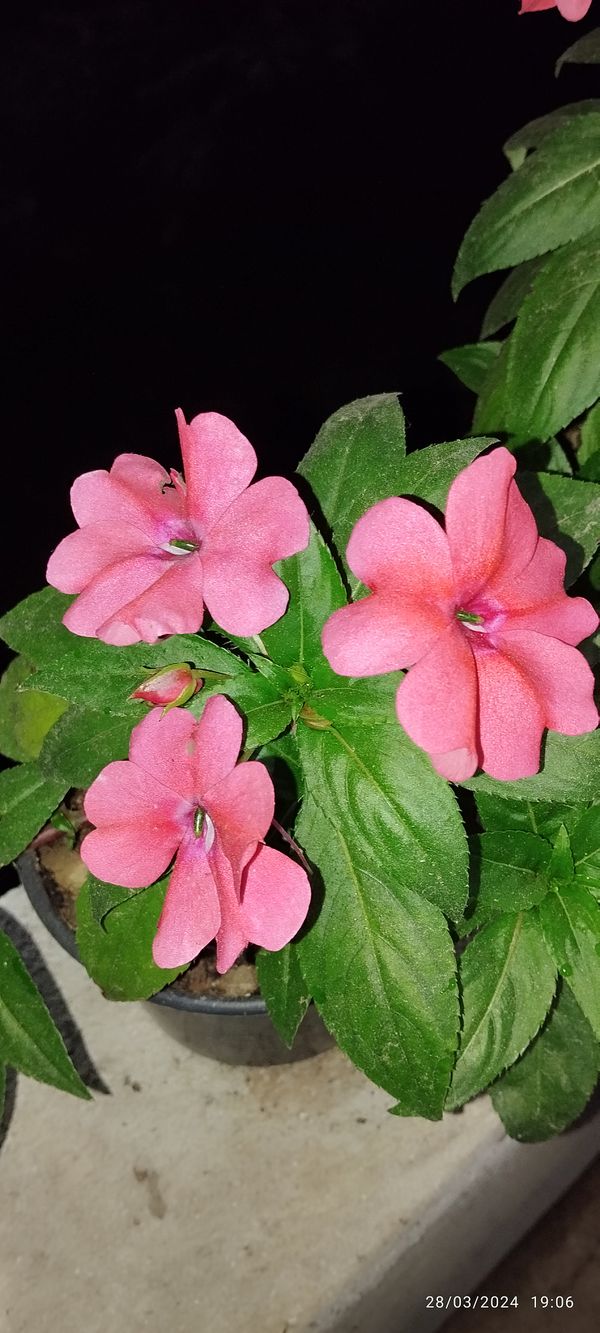 Identificação da planta Maria-sem-vergonha por foto