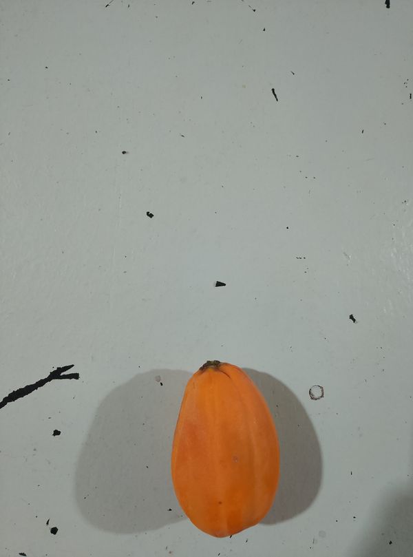 Identificação da planta Babaco por foto