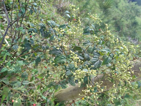 Identificação da planta Desconhecido por foto