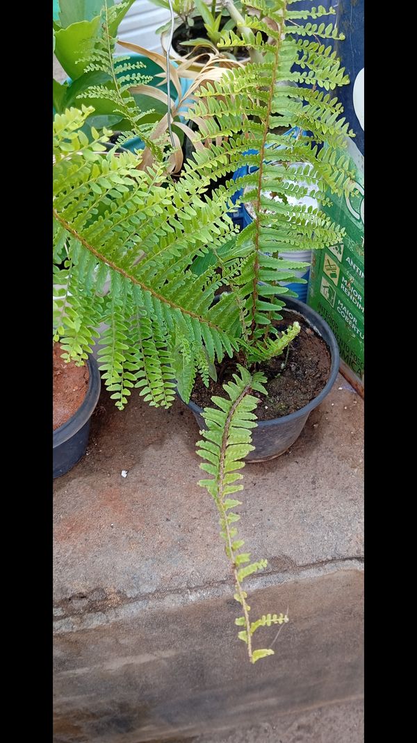 Identificação da planta Samambaia por foto