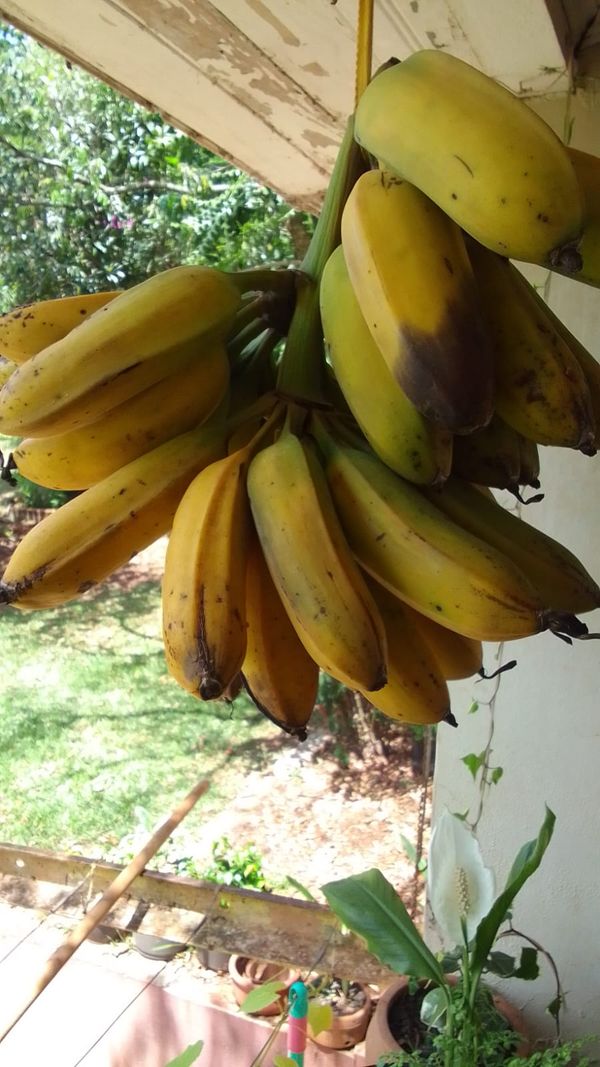 Identificação da planta Bananeira por foto