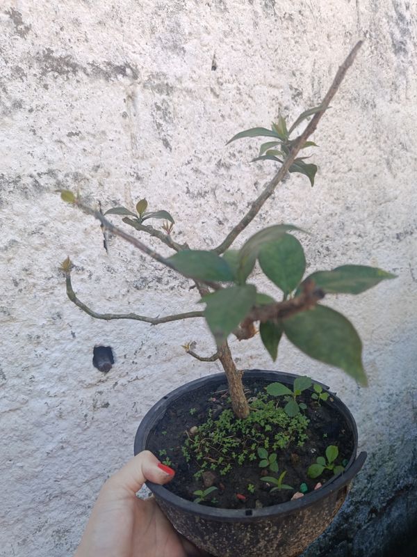 Identificação da planta Ora-pro-nóbis por foto