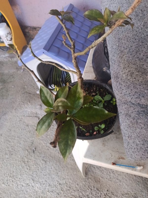 Identificação da planta Ora-pro-nóbis por foto