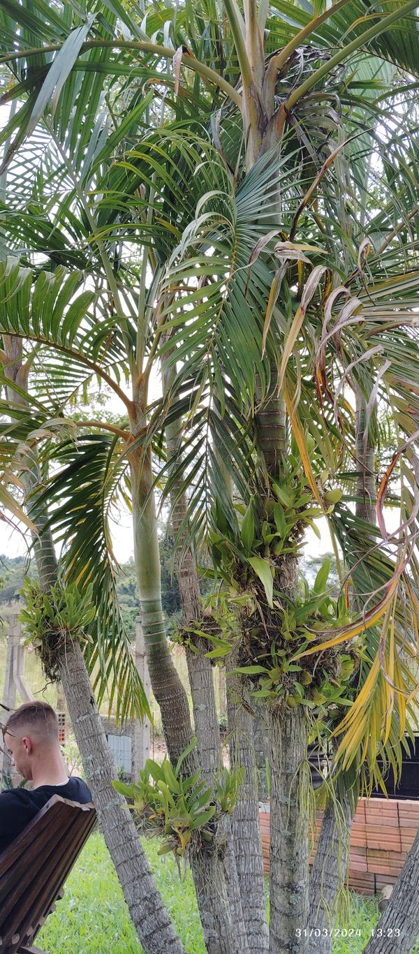 Identificação da planta Palmeira por foto