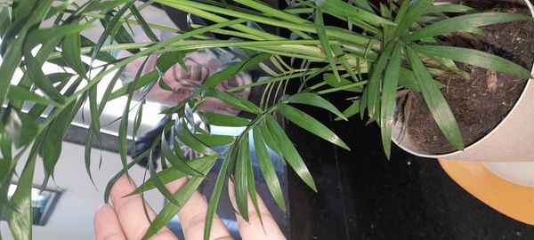 Identificação da planta Palmeira-ráfis por foto