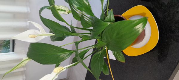 Identificação da planta Como cuida do lirio por foto