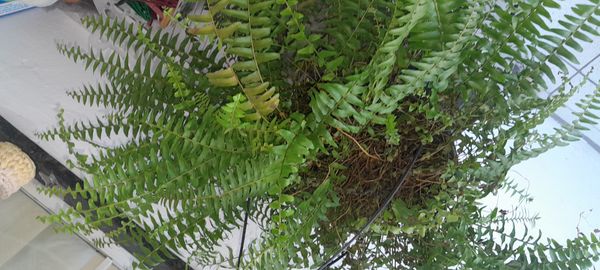 Identificação da planta Samambaia por foto