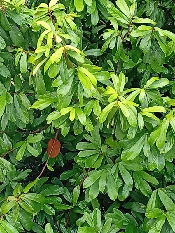 Identificação da planta Cupuaçu por foto