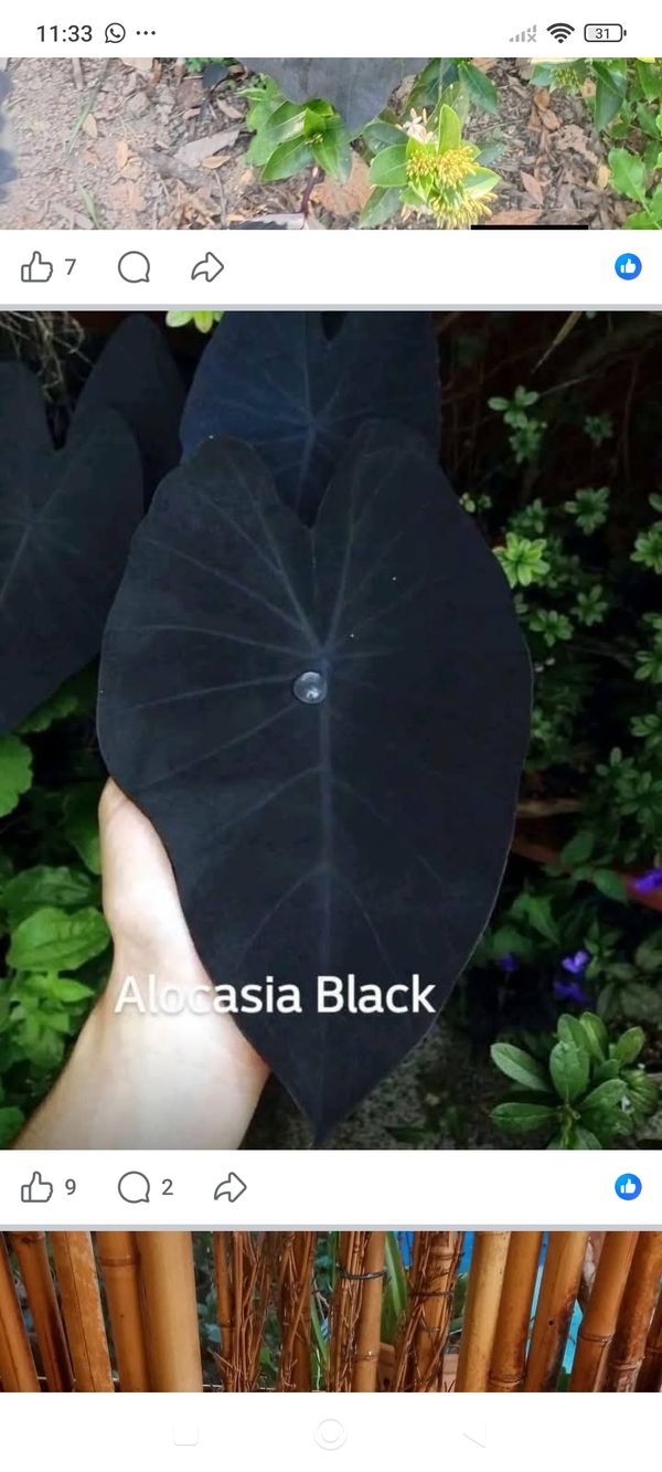 Identificação da planta Taioba por foto