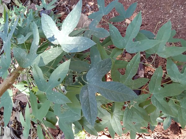 Identificação da planta Maracujá-vermelho por foto