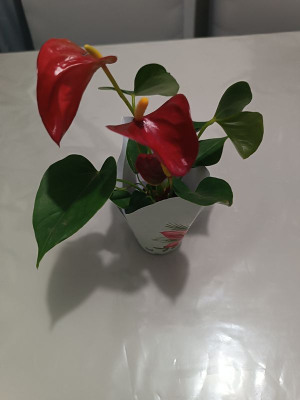 Identificação da planta Micro antúrio por foto