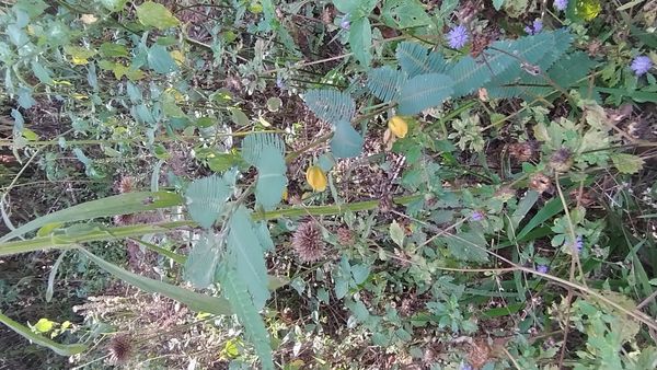 Identificação da planta Dormideira por foto