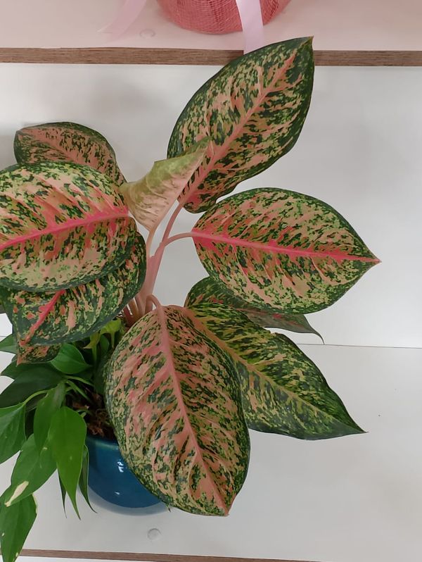 Identificação da planta Café de Salão por foto