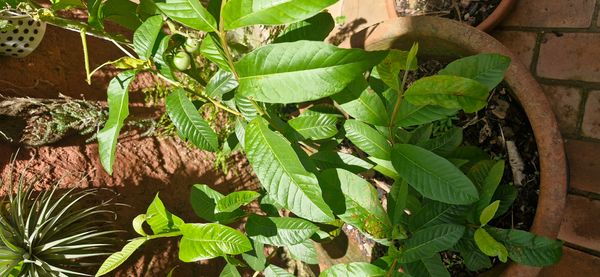 Identificação da planta Goiabeira por foto