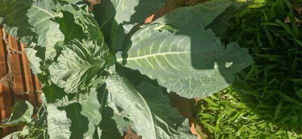 Identificação da planta Couve por foto